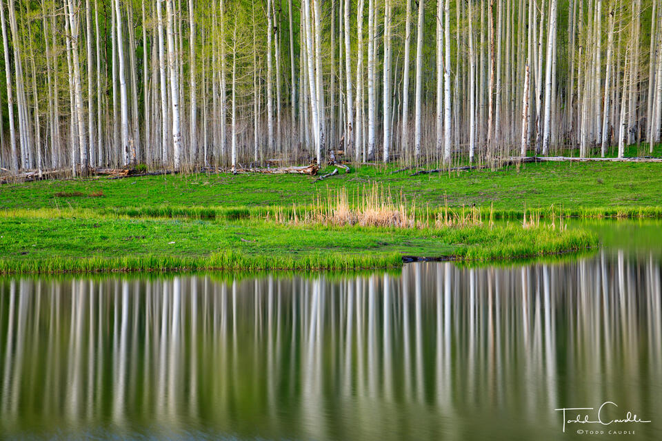Aspen Boles Reflection print