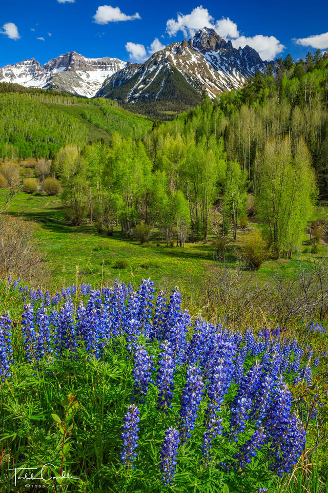 Lupines #1 print