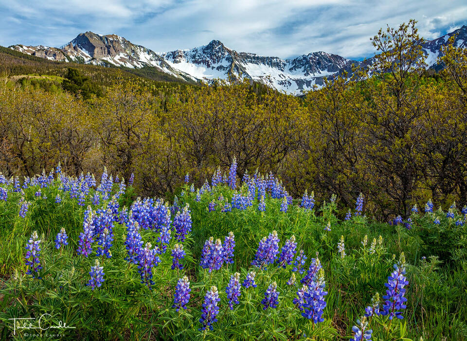Lupines #3 print