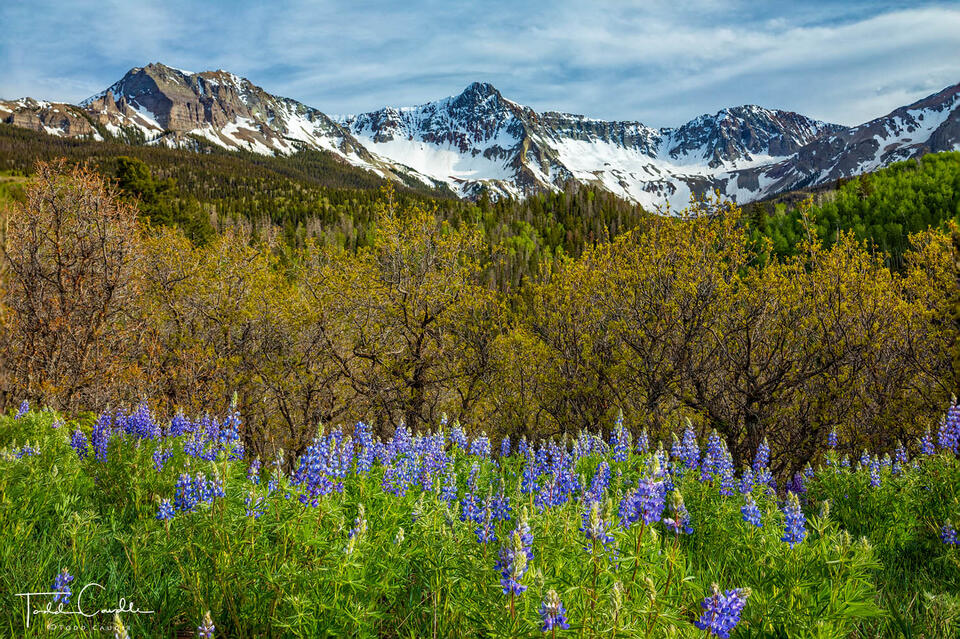 Lupines #4 print