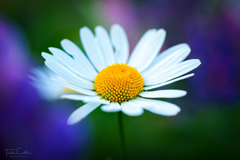 Intimate Daisy Portrait print