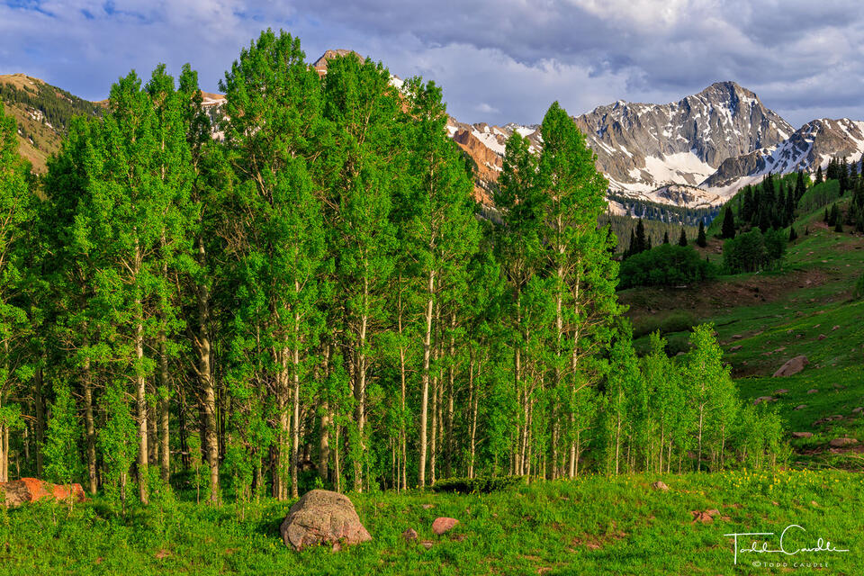 Capitol Peak Aspen Grove print