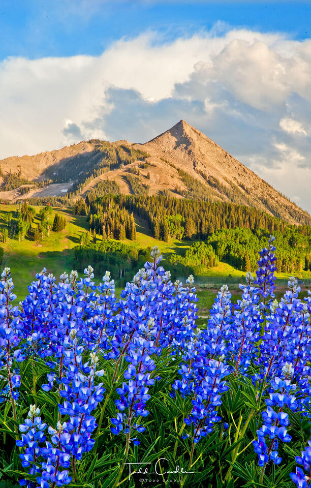 Lupines #5 print