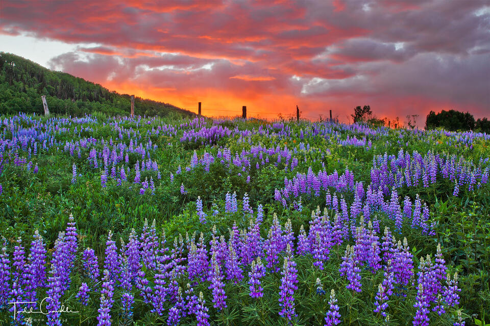 Lupines #7 print