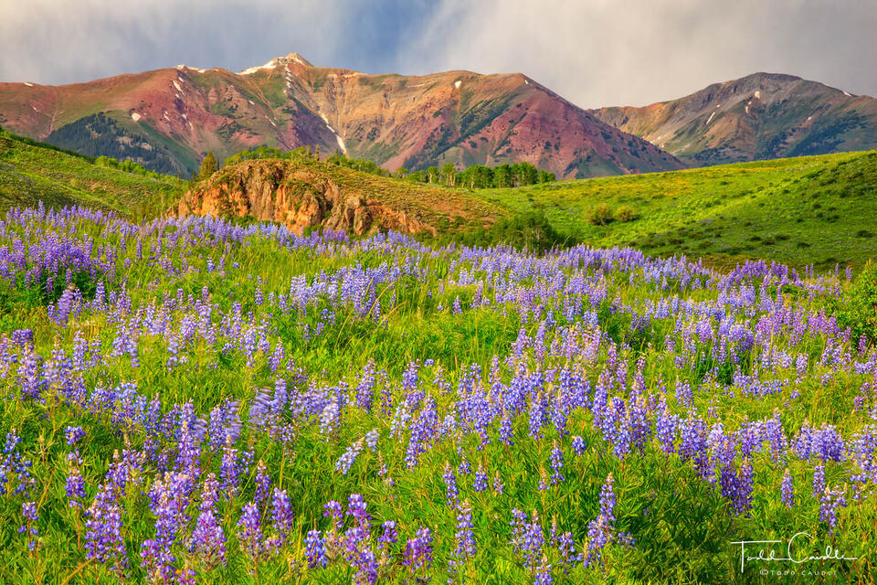 Lupines #8 print