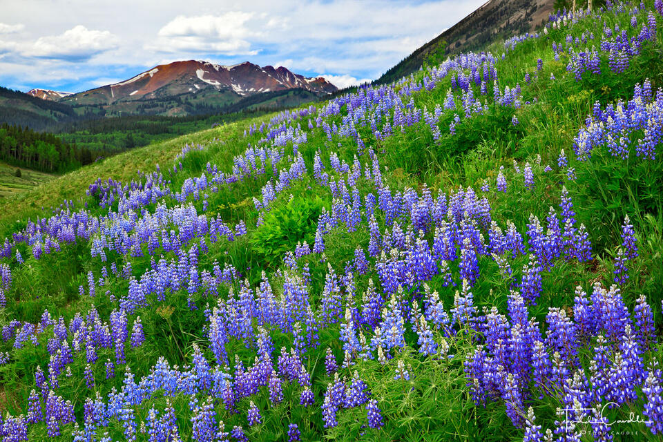 Lupines #9 print