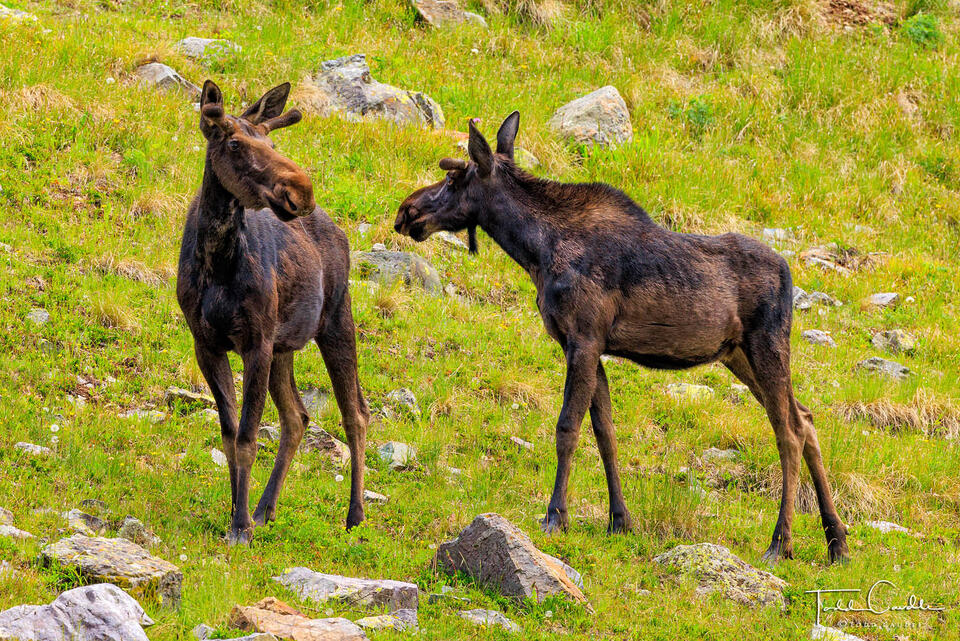 A Pair of Moose print