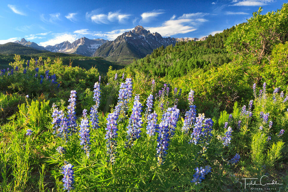 Lupines #11 print