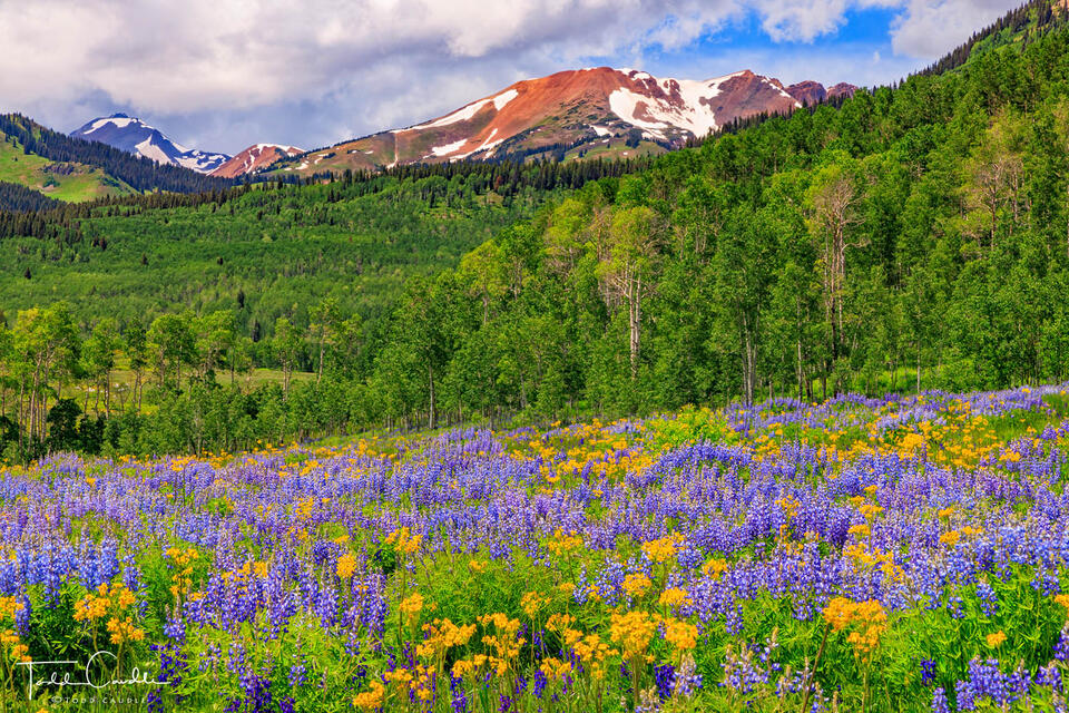 Wildflower Meadow in Washington Gulch print