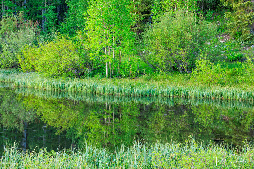 Evening Reflection print