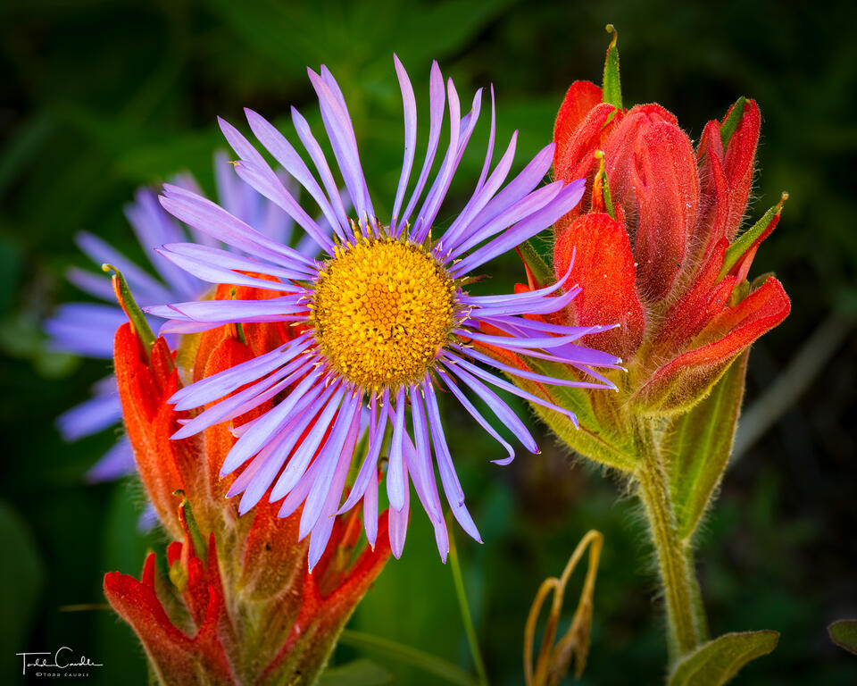 Wildflower Buddies print