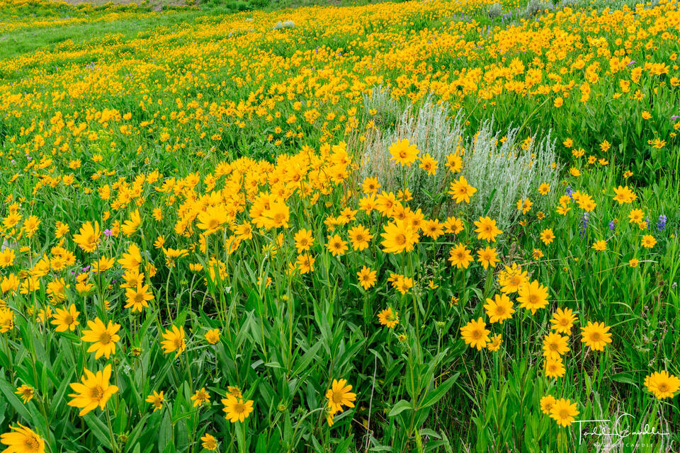 Flowery Hillside #3 print