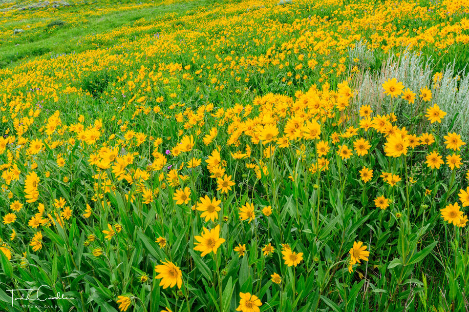 Flowery Hillside #2 print