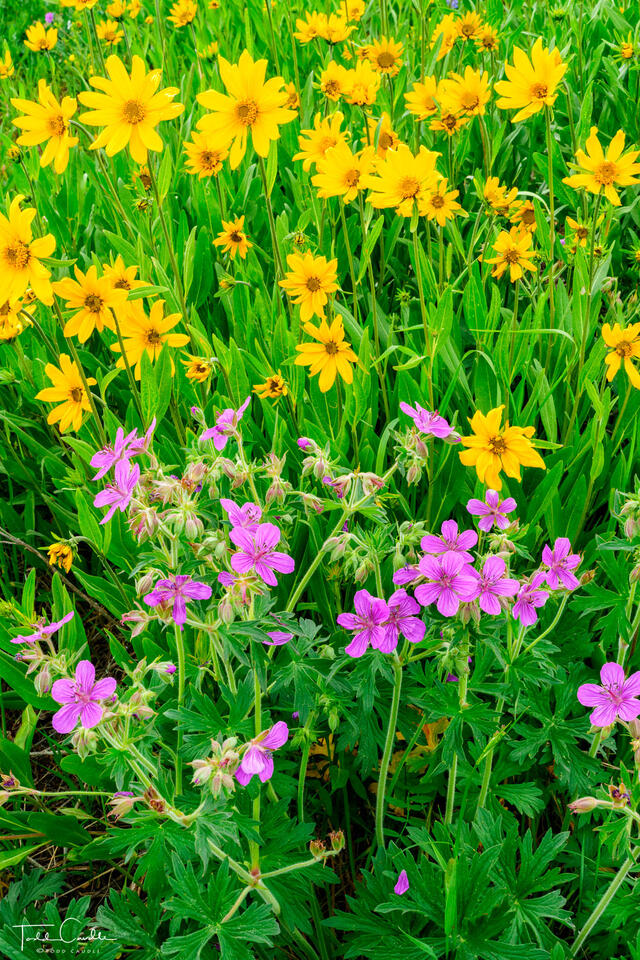 Intimate Wildflower Portrait print