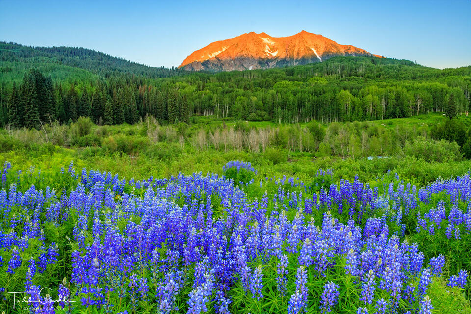 Lupines #12 print