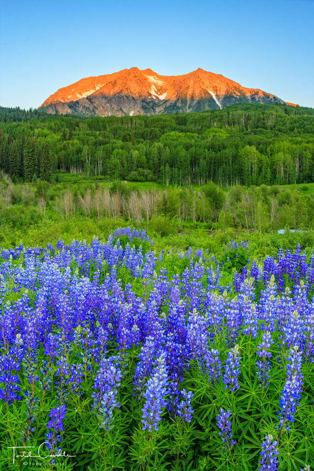 Lupines #13 print