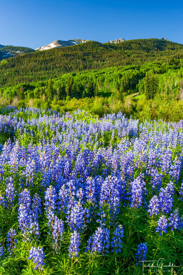 Lupines #15 print