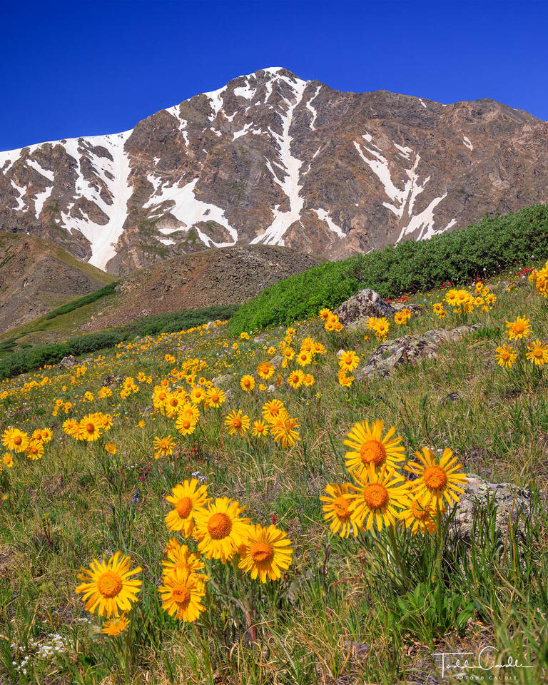 Alpine Sunflowers Below Torreys Peak print