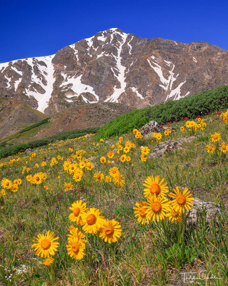 Alpine Sunflowers Below Torreys Peak print