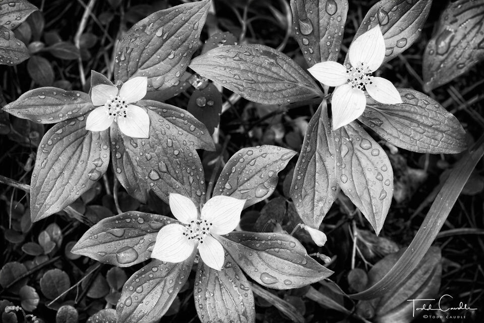 Delicate flowers & Dew Drops (B&W) print