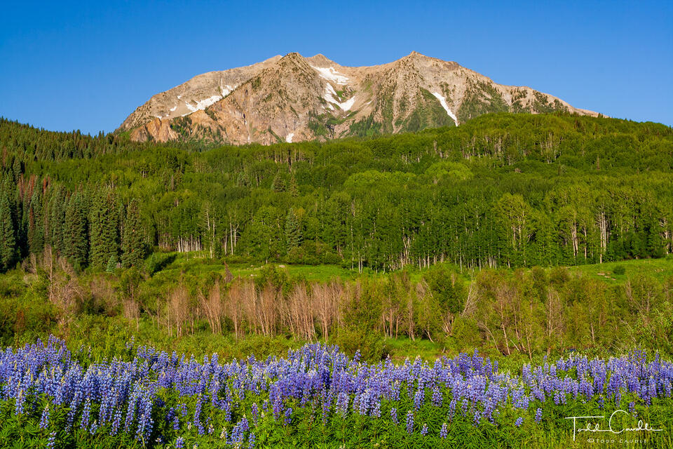 Lupines #16 print