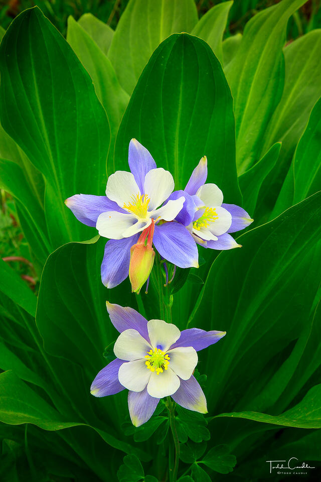 Colorado Columbine Trio print