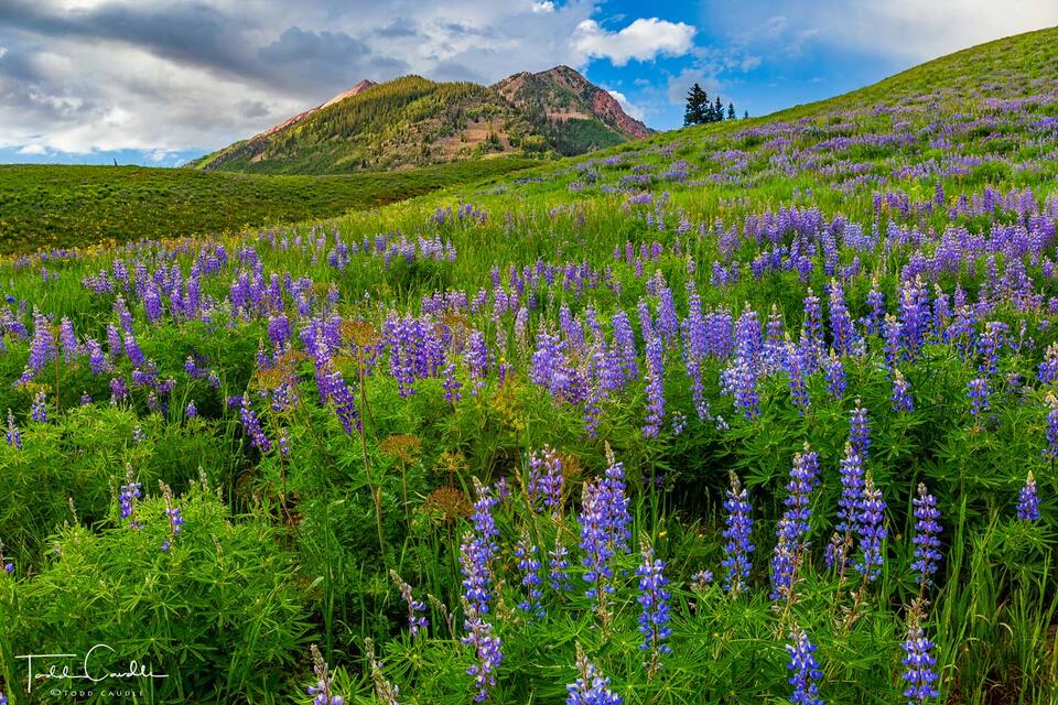 Lupines #18 print