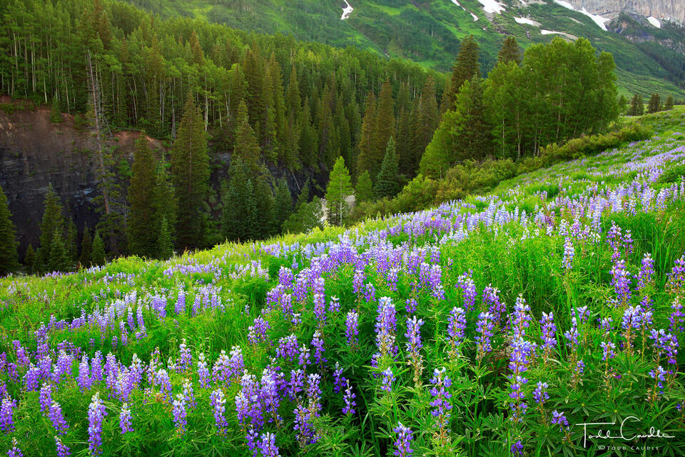 Lupines #19 print