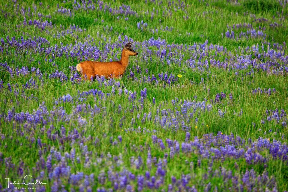 Lupines #20 print