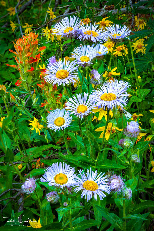 Showy Daisies Bouquet print
