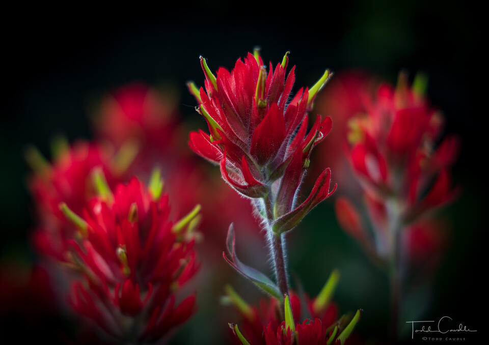 Indian Paintbrush Portrait print
