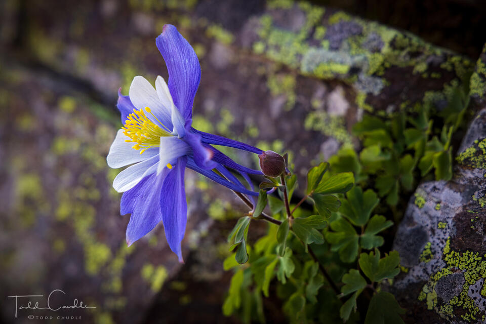 Columbine On Rock print