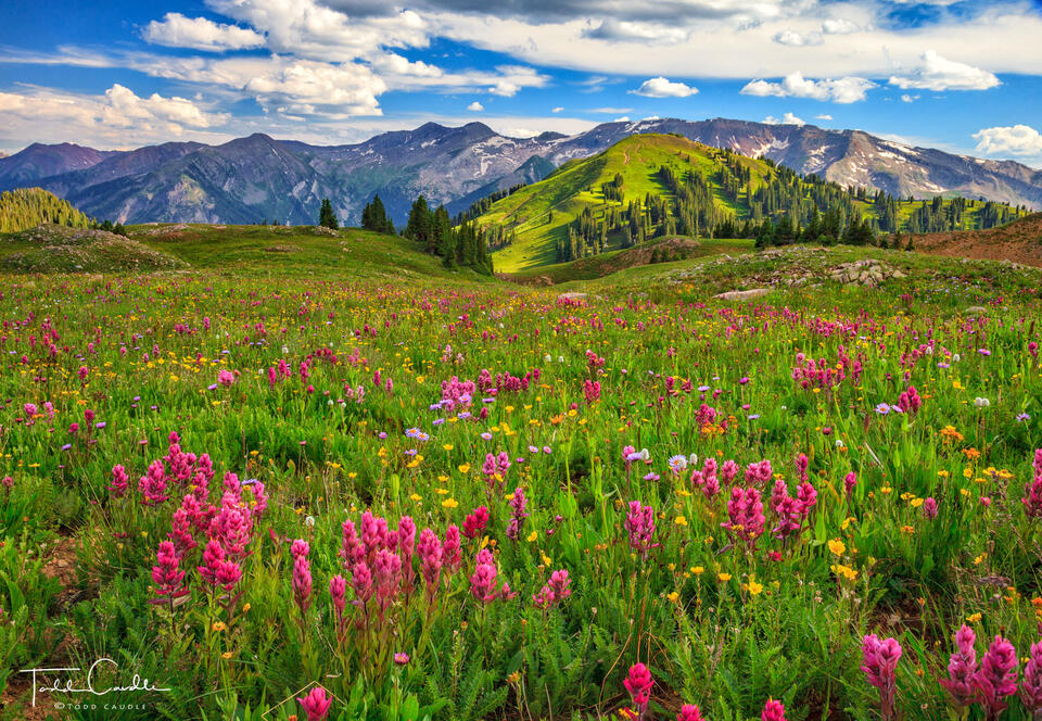 Indian Paintbrush Along Silver Creek print