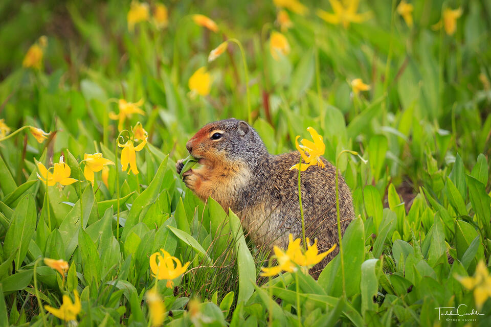 Columbian Ground Squirrel Amidst Avalanche Lilies print