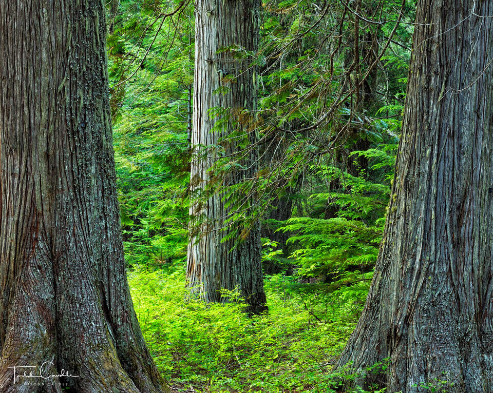 Trail of the Cedars print