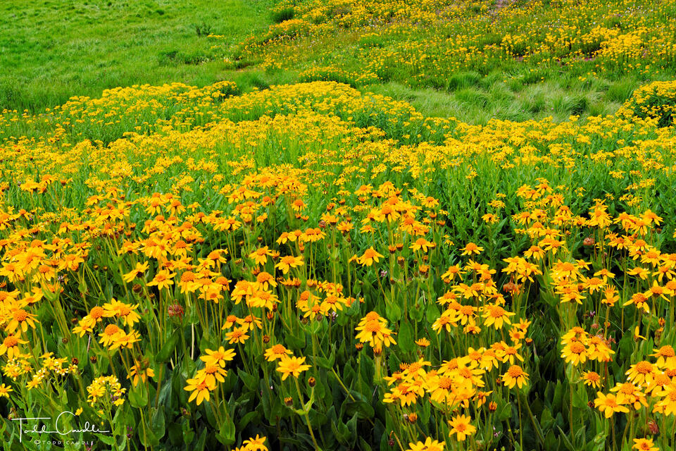 Engineer Pass Flowerfields print