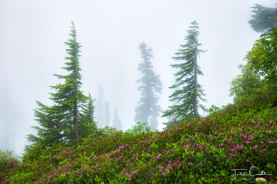 Mountain Heather in Fog print