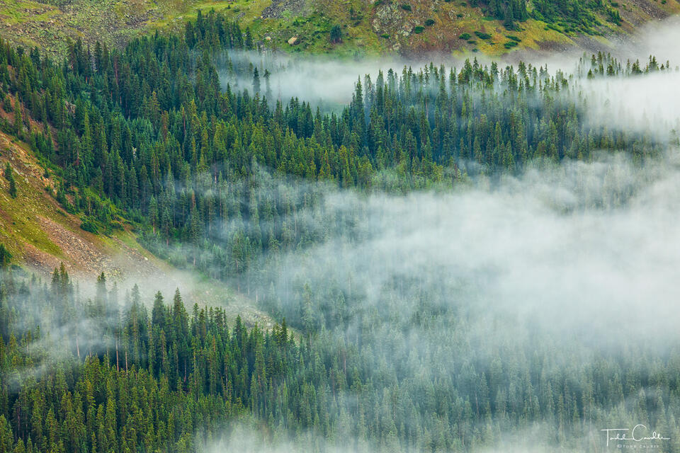 Fog Drifts Through the Forest print