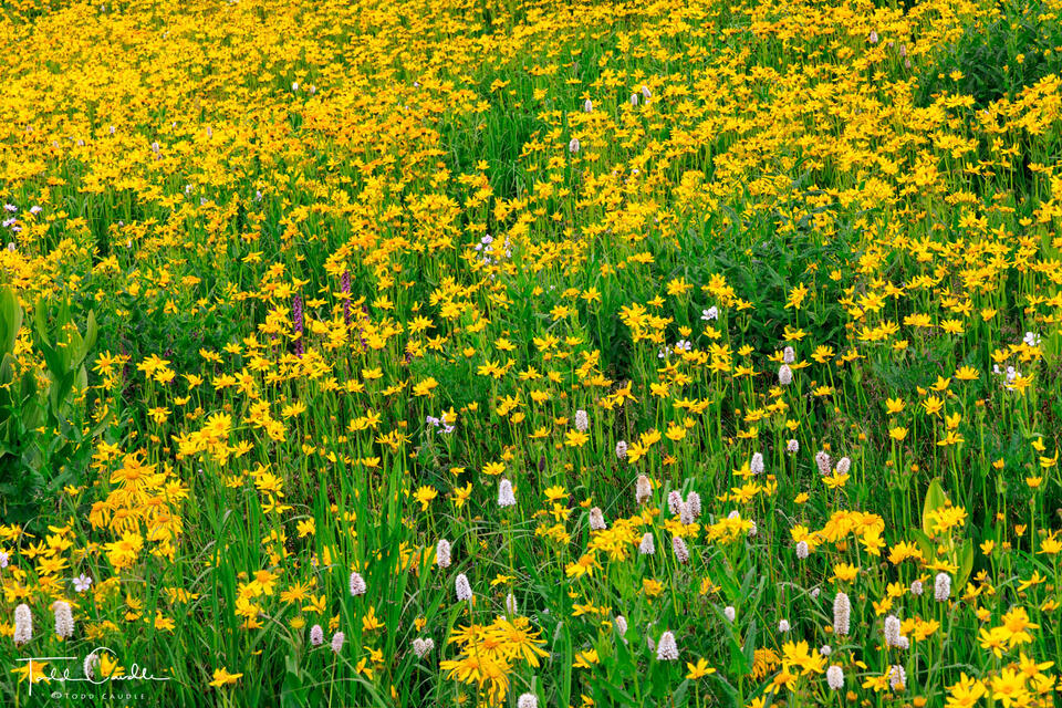 Wildflower Riot print