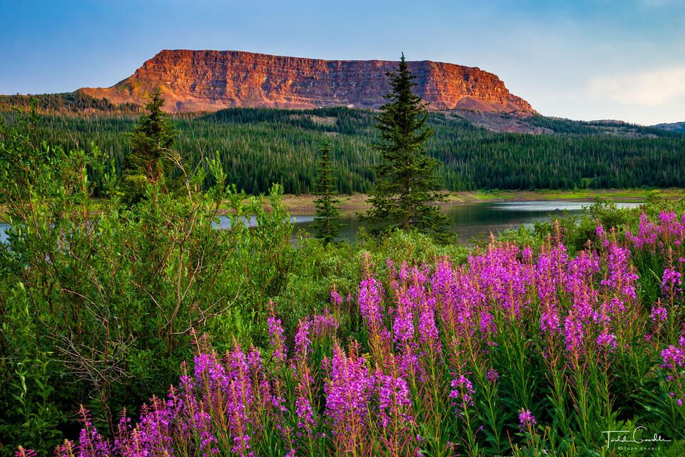 Stillwater Fireweed print