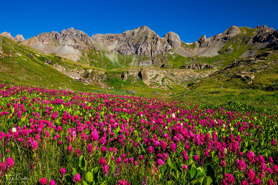 Red Indian Paintbrush Meadow print