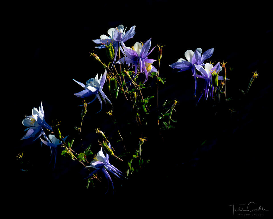 Columbines in Black print