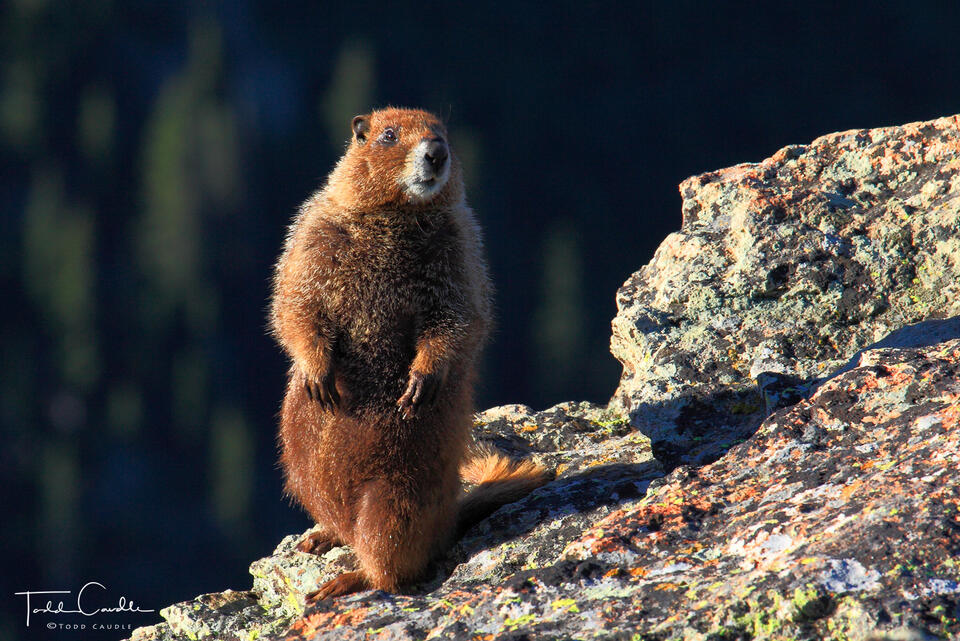 Curious Marmot print