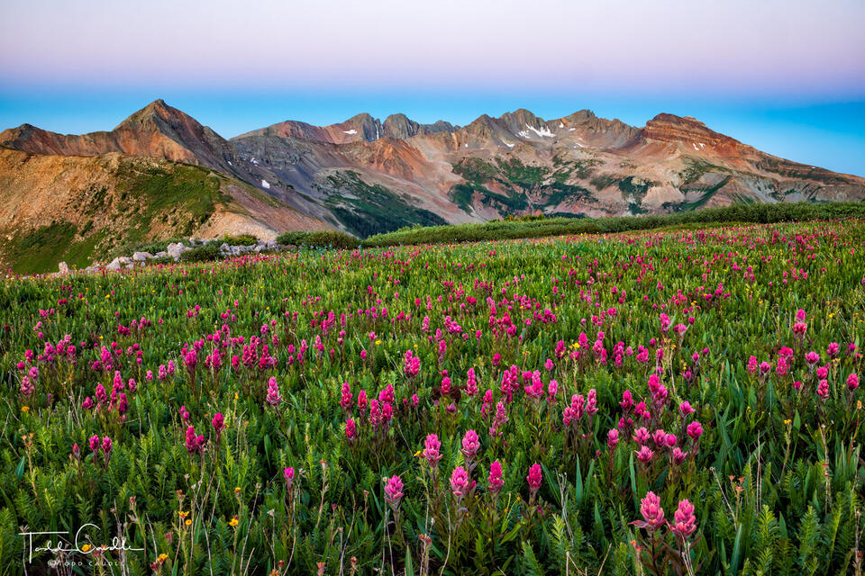 Wildflowers on Indian Trail Ridge print