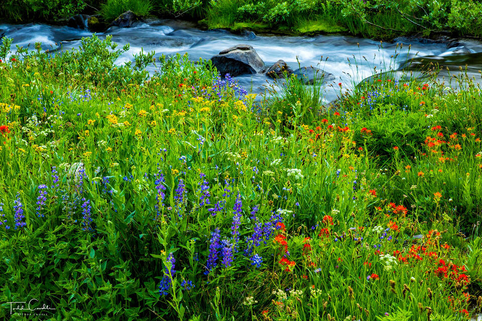 Wildflowers Along Falls Creek print