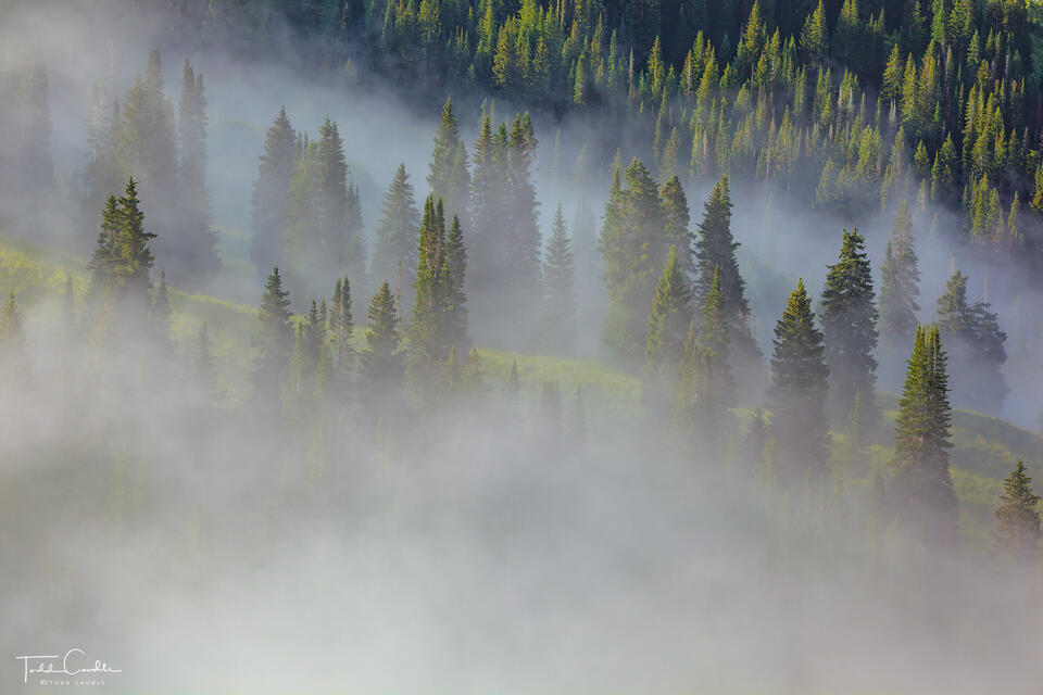 Fog Drifting Through the Forest print