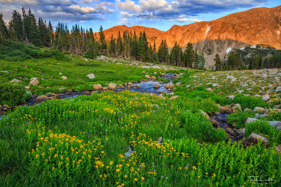 Flowers Along the West Branch print