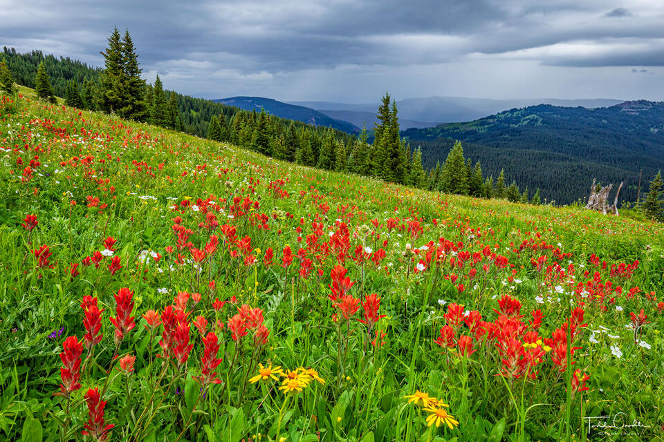 Paintbrush & Rain Clouds on Elliott Ridge print