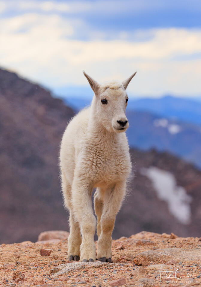 A Curious Goat print