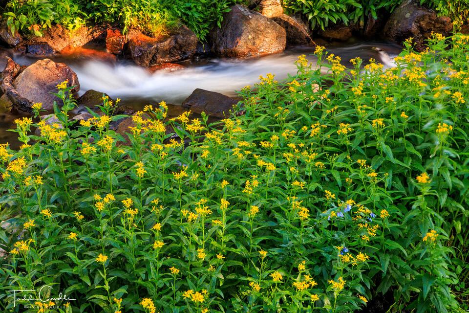 Flowers Along Mitchell Creek #1 print